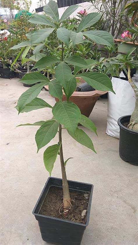 a's adenium Live Kalpavriksha Plant : Amazon.in: Garden & Outdoors