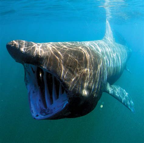 Basking shark | Size, Habitat, Diet, & Facts | Britannica