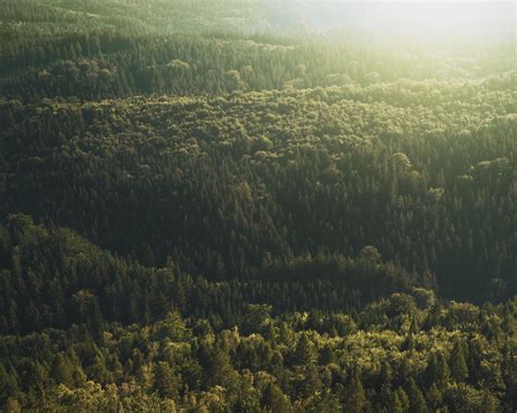 Download wallpaper 1280x1024 trees, top view, light standard 5:4 hd ...