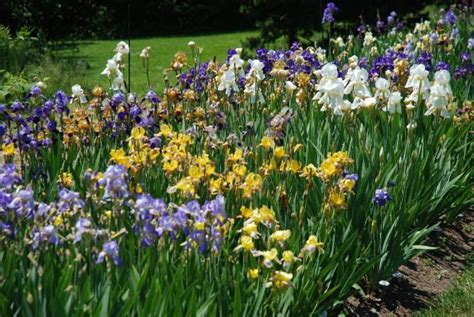 Image result for Iris Form Classification Example