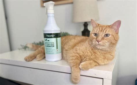 10 Best Cat Urine, Odor & Stain Removers [2025 Reviews] - Catster