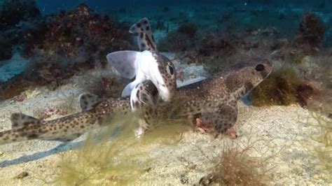 Image result for Copulation in Animals