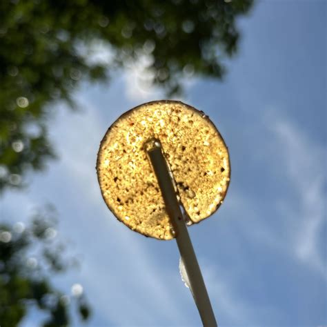 Benefits of Elderberry for Kids | MommaBear Organics