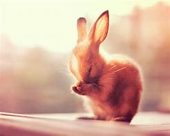 Image result for Super Duper Cute Bunny
