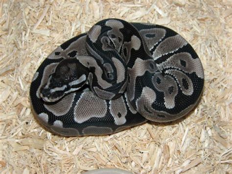 Image result for Axanthic Ball Python Morphs