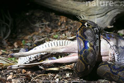 Image result for Reticulated Python Feeding