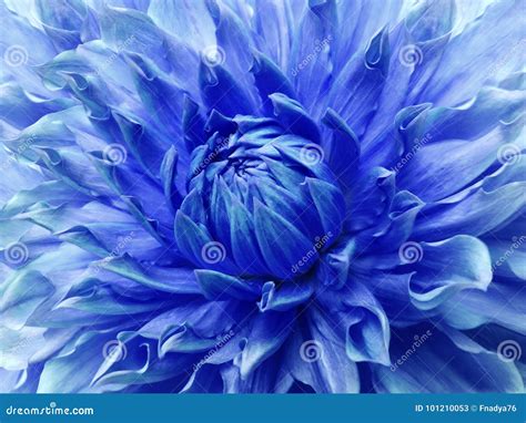 大丽花蓝色花 宏指令 杂色的大花 从花的背景 库存图片. 图片 包括有 背包, 宏指令, 花瓣, 礼品 - 101210053