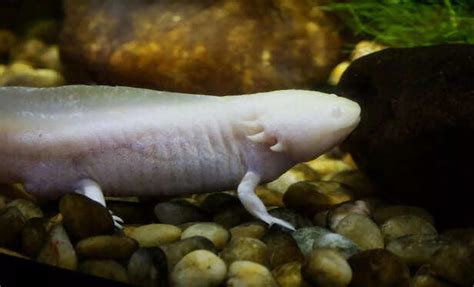 The animal that can regrow its heart and brain and still remember ...