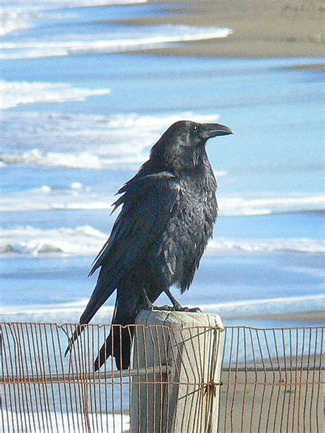 Common Raven | FWS.gov