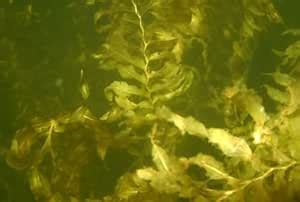Curly Pondweed Live Plant Pack of 2 : Amazon.in: Garden & Outdoors