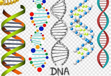 DNA双螺旋结构介绍，备用_百度知道
