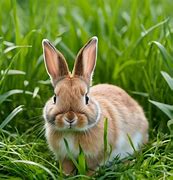 Image result for Cute Bunny White Blue Eye