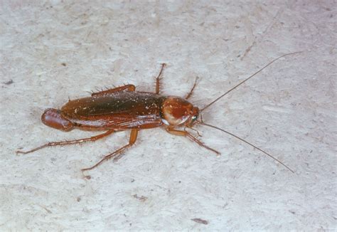 Cockroach Taxonomy 的图像结果