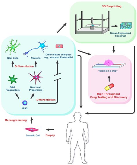Induced Pluripotent Stem Cells for Treatment of Alzheimer’s and ...