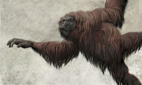 Image result for Dryopithecus