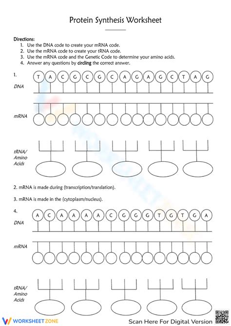 Image result for Protein Synthesis Diagram Worksheet