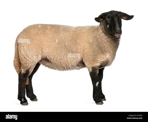 Suffolk breed sheep hi-res stock photography and images - Alamy