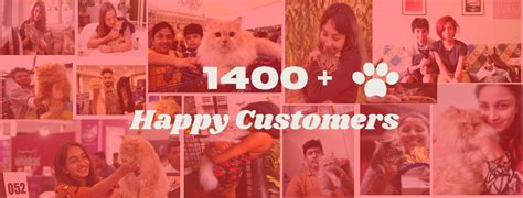 Persian Cat Price | Cash on Delivery in 4 Hours | Kittens for Sale in ...