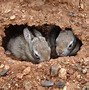 Image result for Pictures of Rabbits and Bunnies