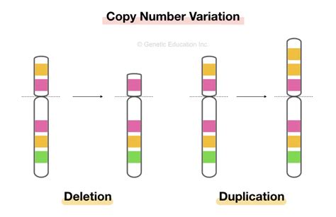 Image result for Copy Number Variation Genes