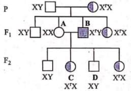 Pedigree Analysis (NCERT) Free MCQ Practice Test with Solutions - NEET
