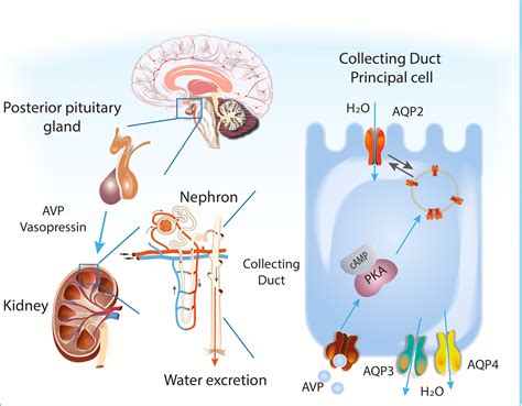 Hyponatremia Caused By Drugs