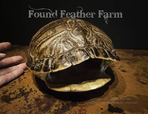 Image result for Ornate Box Turtle Shell