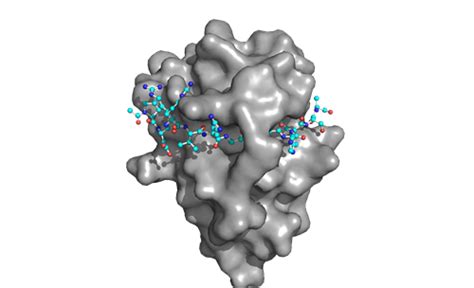 Why are recombinant Nanobodies/ VHHs beneficial? | Proteintech Group