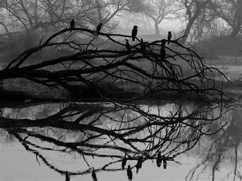 Download wallpaper 800x600 tree, bird, bw, reflection pocket pc, pda hd ...