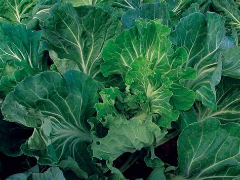 Cabbage-Starke Ayres | Starke Ayres