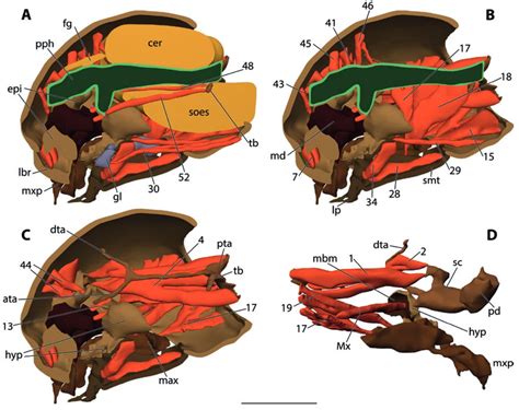 Image result for Amira Cell Segmentation Tutorial