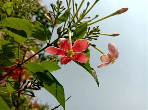 Madhumalti (Rangoon Creeper): How to Grow, Health Benefits & Care ...