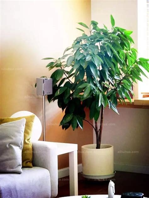 这7种观叶植物最适合客厅摆放，瞬间提升逼格！_身边的一平米 - 花卉网