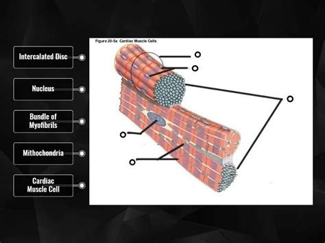 Cardiac Muscle Structure 的图像结果