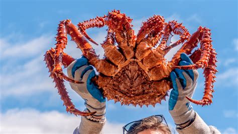 Alaskan King Crab Legs Guide | Truluck's
