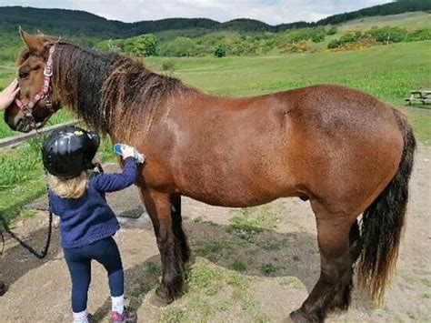 Mull Pony Trekking (Isle of Mull) - 2022 What to Know Before You Go ...