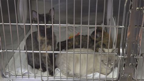 Ames Animal Shelter helping cats recover from hoarding case | weareiowa.com