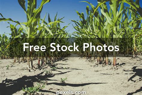 Image result for Corn Planting