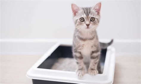 How Do I Make My Constipated Kitten Poop at Rita Skelley blog