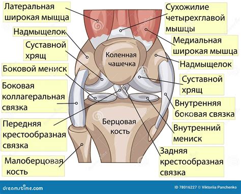 Anatomy. Structure Knee Joint Vector Stock Vector - Illustration of body, rotation: 78016227