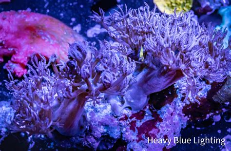 What Fish Eats Pulsing Xenia? A Guide To Reef Tank Control