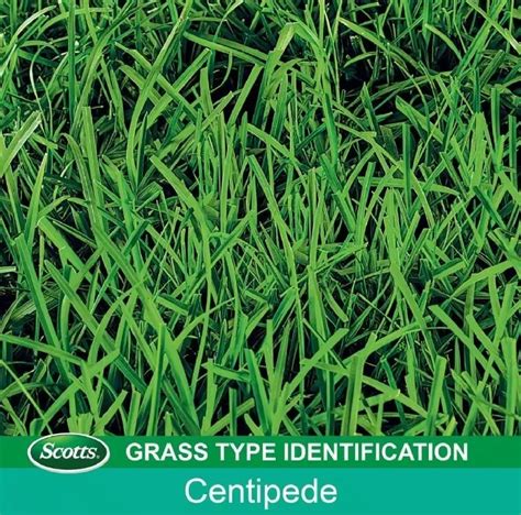 Scotts Turf Builder Centipede Grama Semente Mulch (5 | Ubuy India