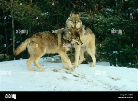 Image result for Wolves Mating Season