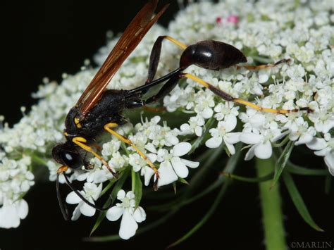 Mud Dauber Wasp - Sceliphron - North American Insects & spiders