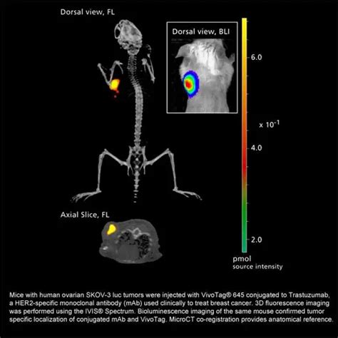 IVISense 680 NHS Fluorescent Labeling Kit (VivoTag) | Revvity