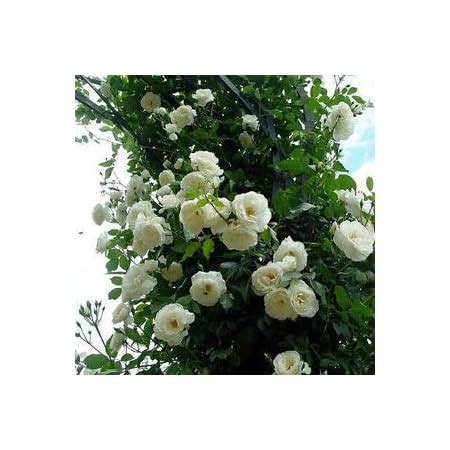 EverSneh White Rose Plant for Outdoor Living Desi White Rose Plant for ...