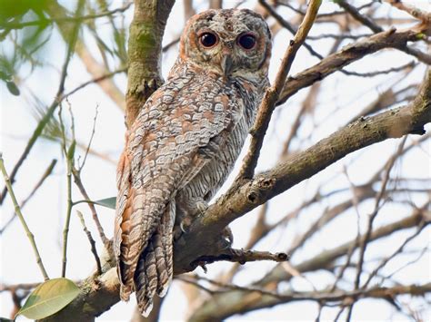Birds of the University of Pune
