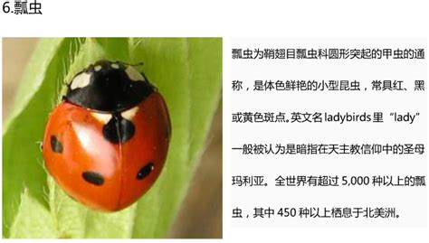 与昆虫类有关的字都含有什么蚂蚁属于昆虫类吗2022已更新今日推荐