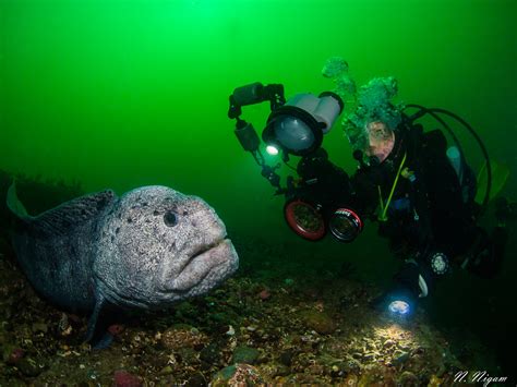 Wolf Eel Face 5 Eels You Want To Stay In The Ocean! - Awesome Ocean