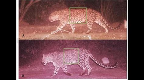 Camera traps find leopard presence in Sukhna Wildlife Sanctuary